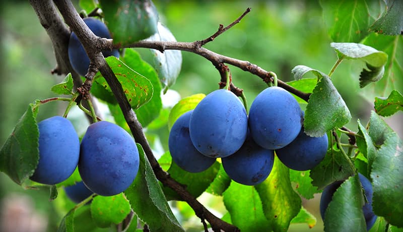 Plumb Tree Fruits